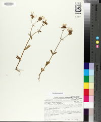 Valerianella ozarkana image
