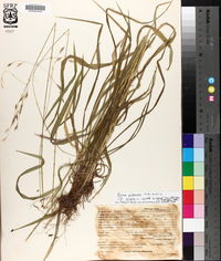 Bromus pubescens image