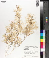 Dichanthelium dichotomum subsp. lucidum image