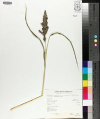 Echinochloa crus-galli var. frumentacea image