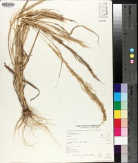 Eragrostis japonica image