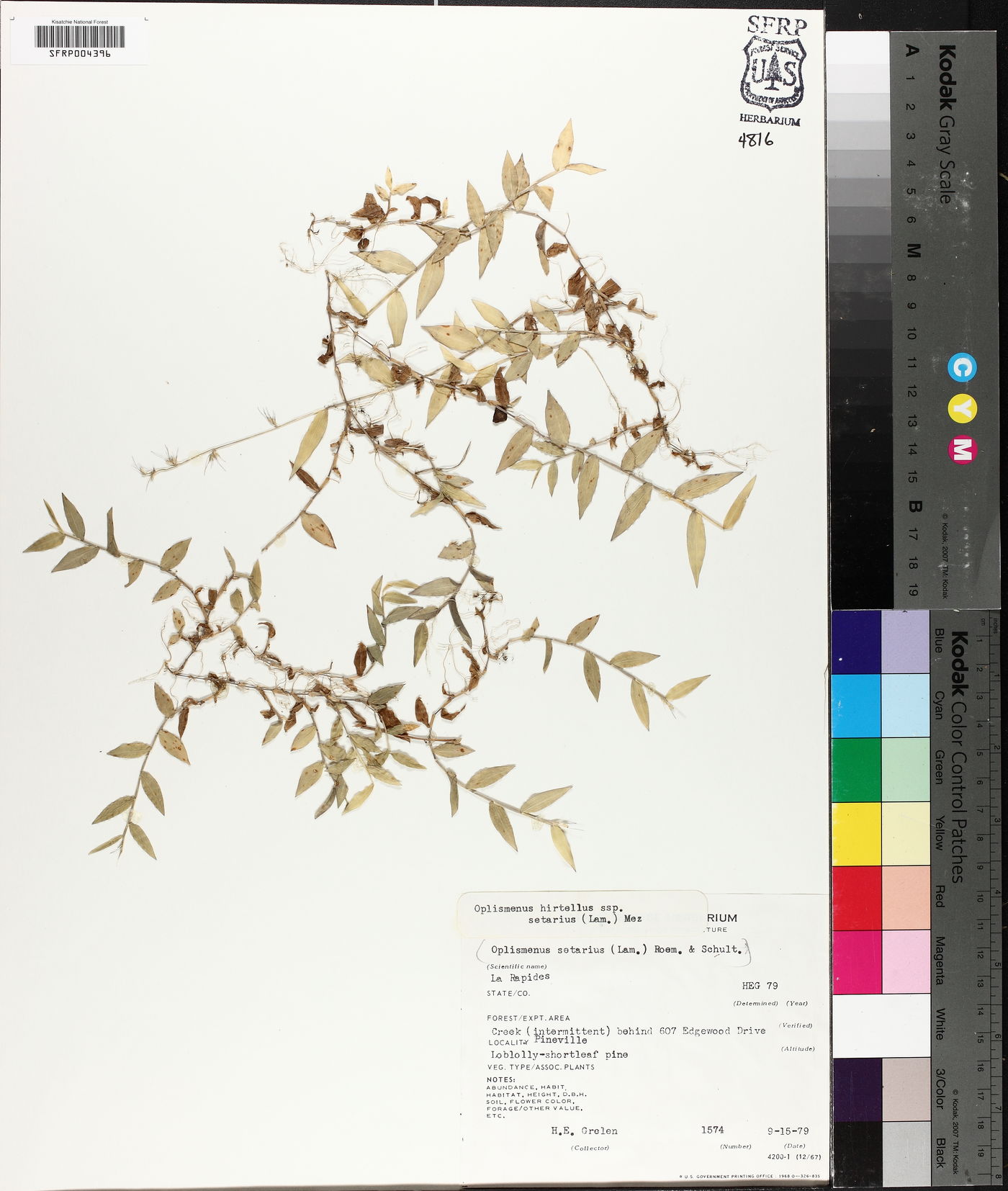 Oplismenus hirtellus subsp. setarius image