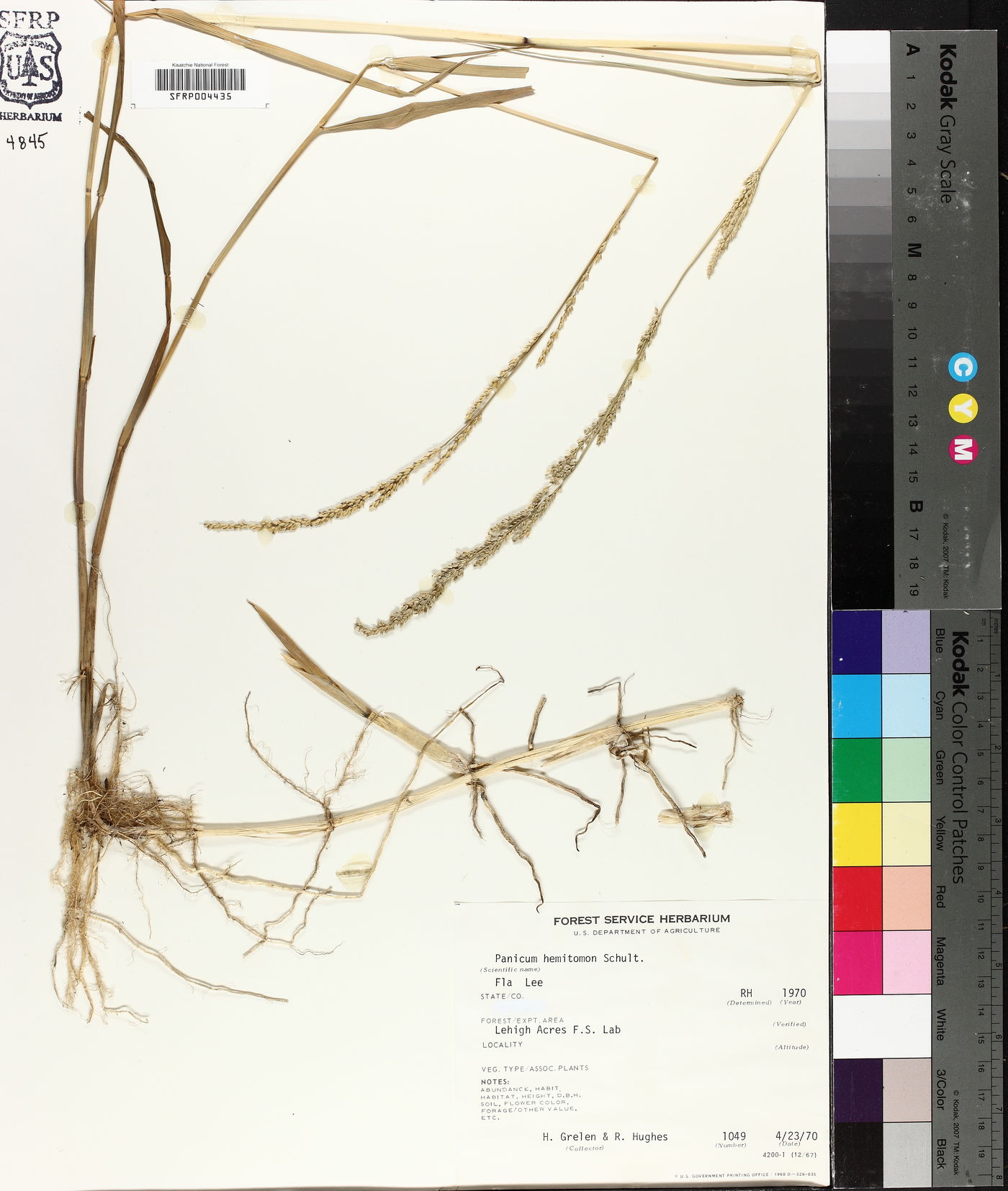 Panicum hemitomon image