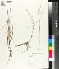 Panicum repens image