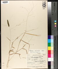 Kellochloa verrucosa image