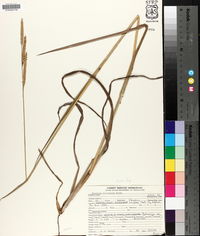 Paspalum floridanum image