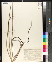 Paspalum floridanum image