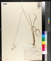 Paspalum praecox image