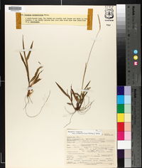 Paspalum setaceum var. ciliatifolium image