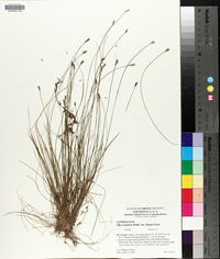 Carex leptalea var. harperi image