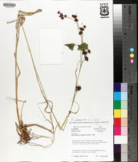 Rhynchospora glomerata image