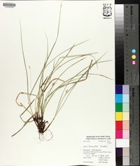 Carex basiantha image