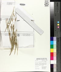 Carex microdonta image