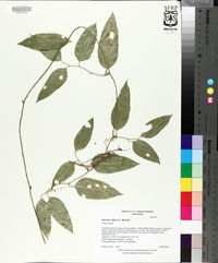 Smilax smallii image