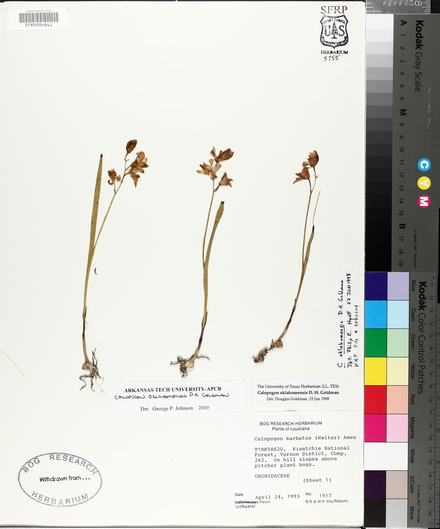 Calopogon oklahomensis image