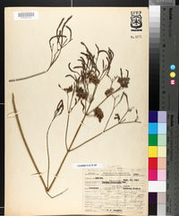 Verbena brasiliensis image