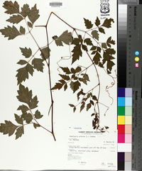 Ampelopsis arborea image