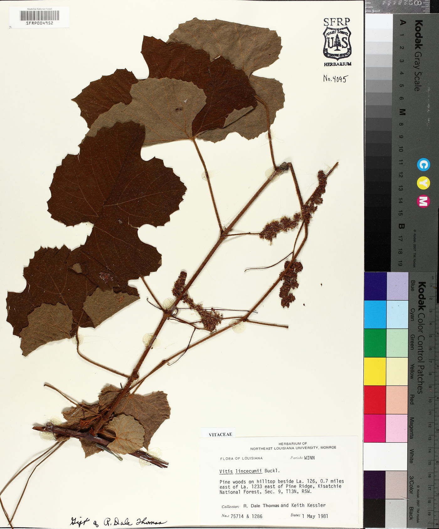 Vitis lincecumii image