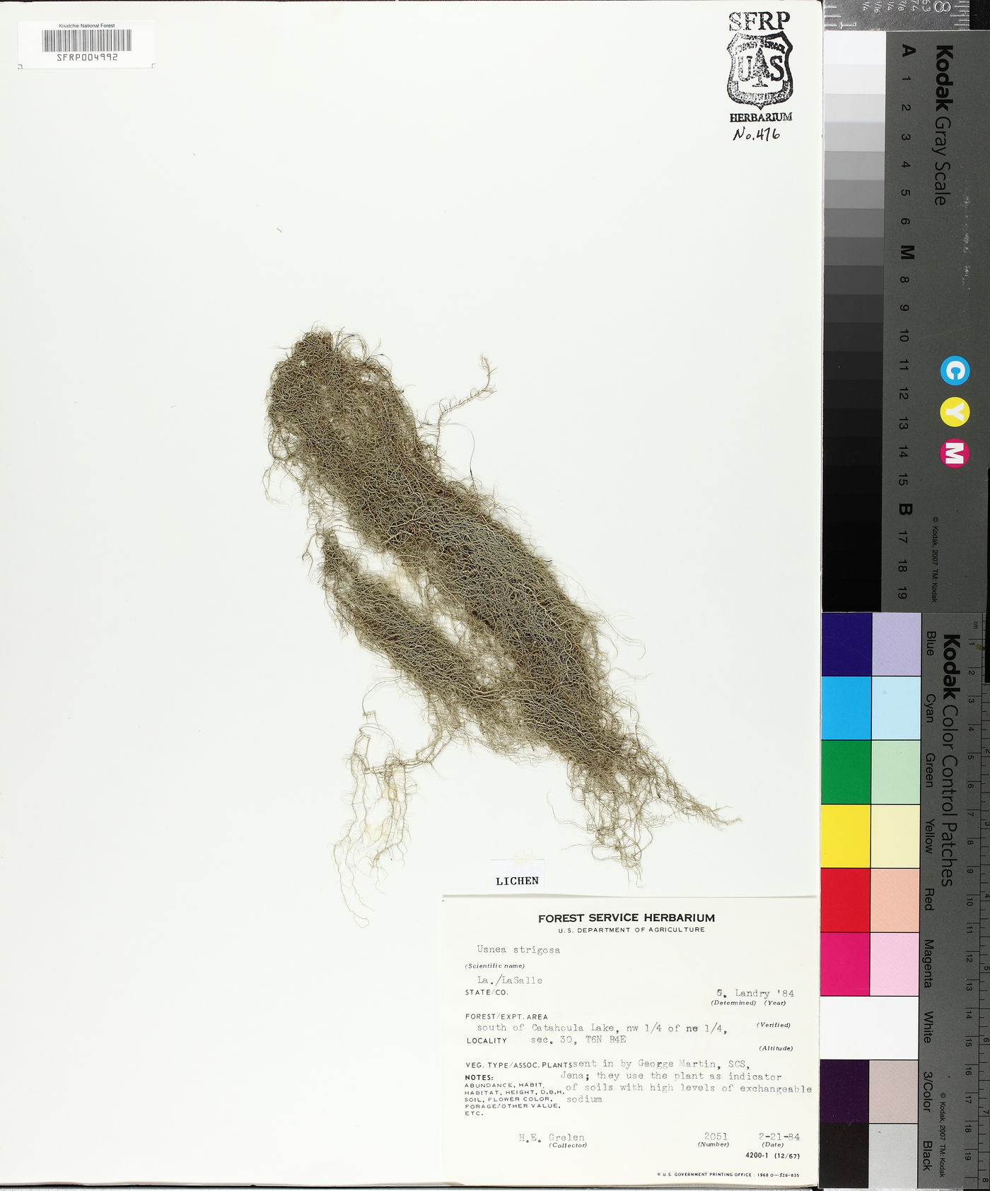 Usnea strigosa image