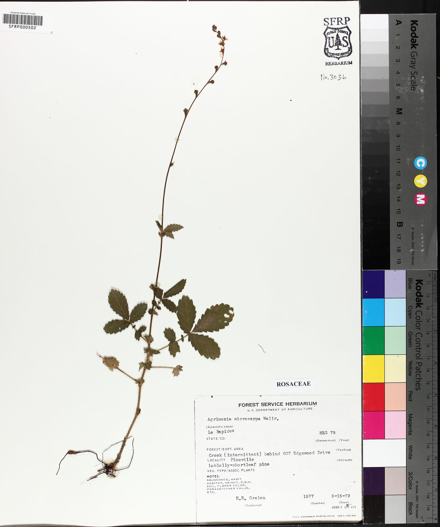 Agrimonia microcarpa image