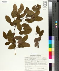 Berchemia scandens image