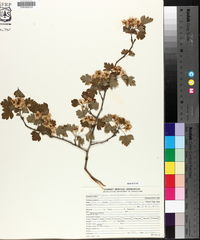 Crataegus marshallii image