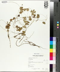 Marsilea vestita subsp. vestita image