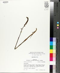 Spiranthes cernua image