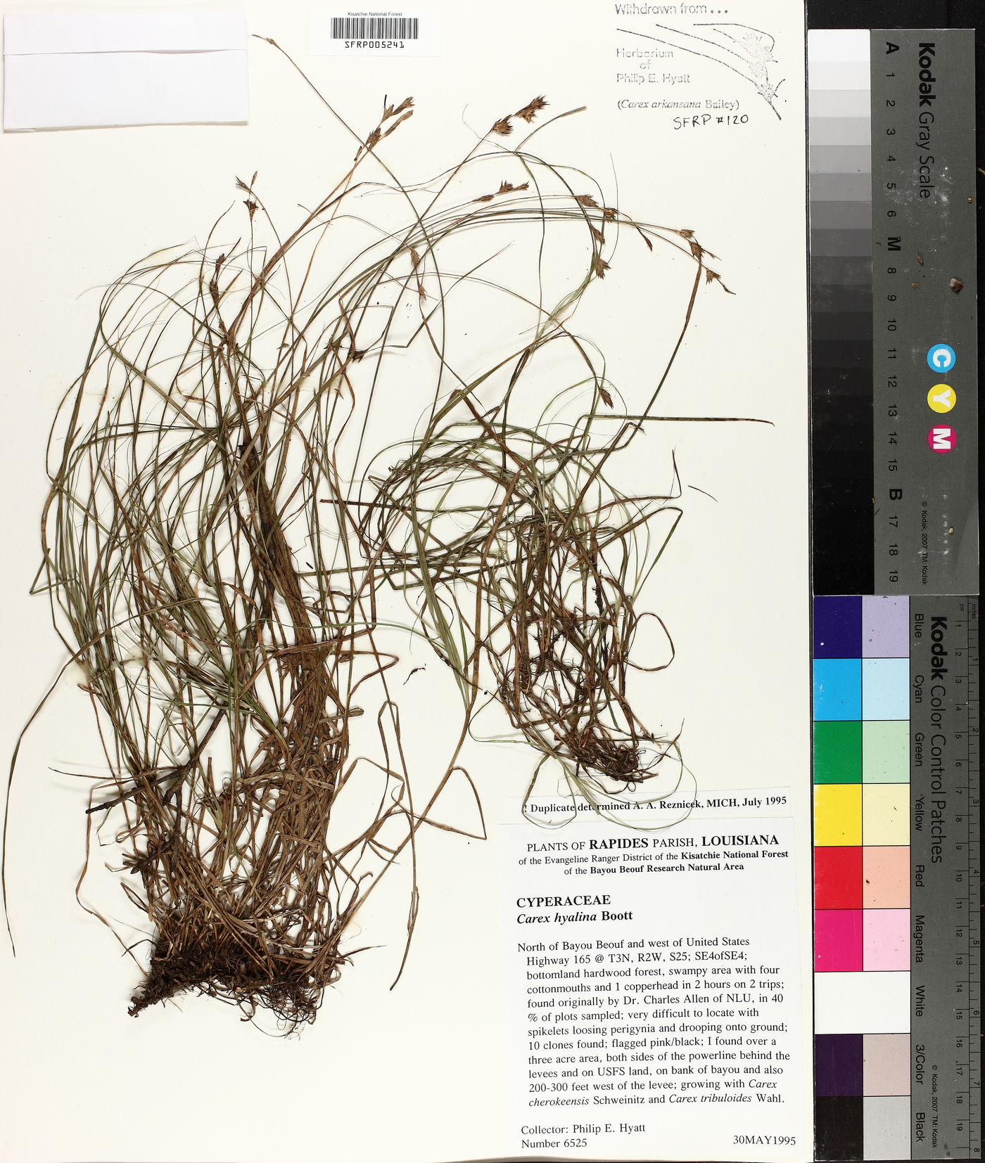 Carex hyalina image