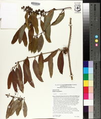 Smilax laurifolia image