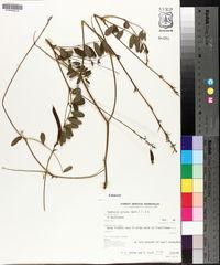 Tephrosia spicata image