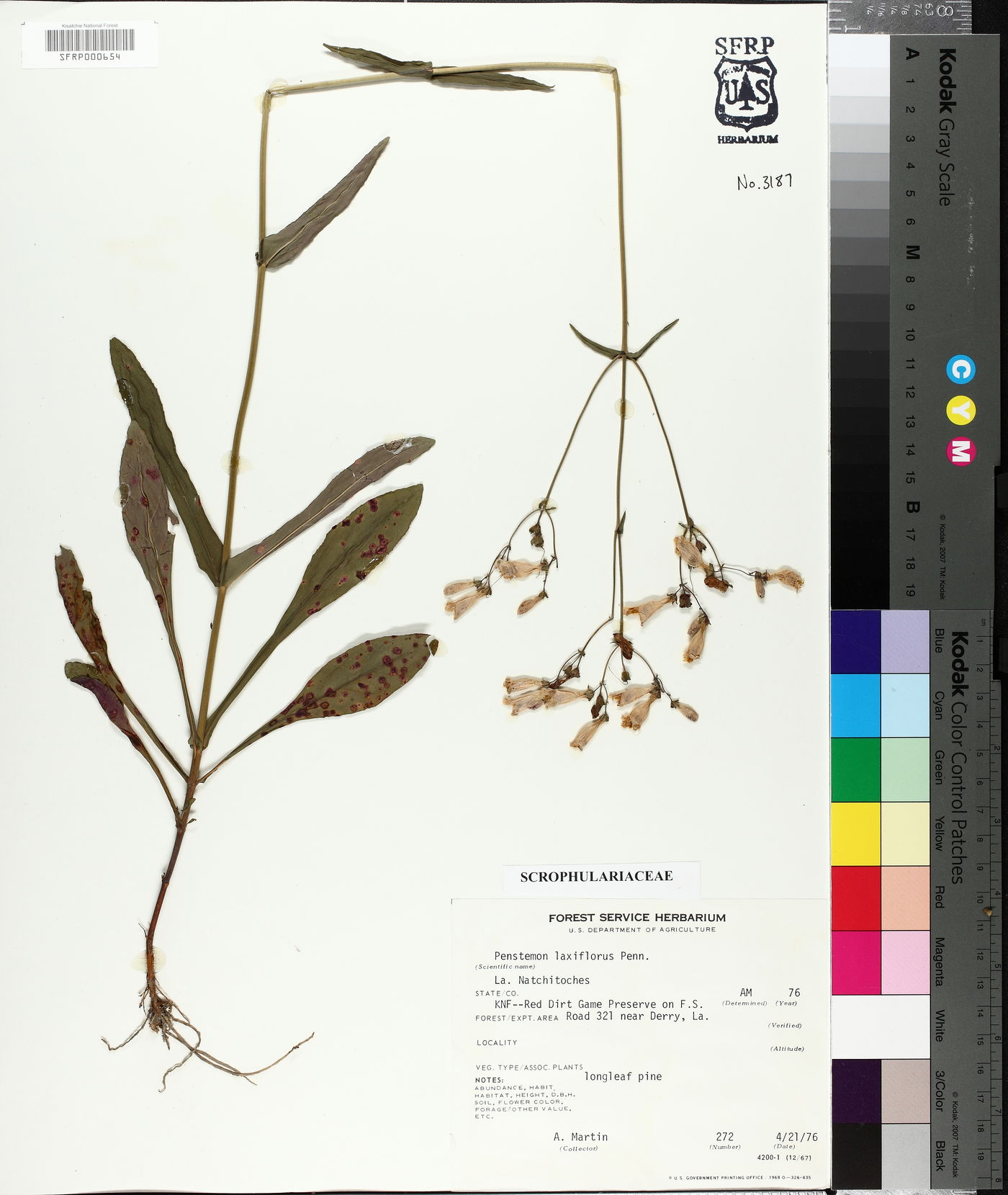 Penstemon laxiflorus image