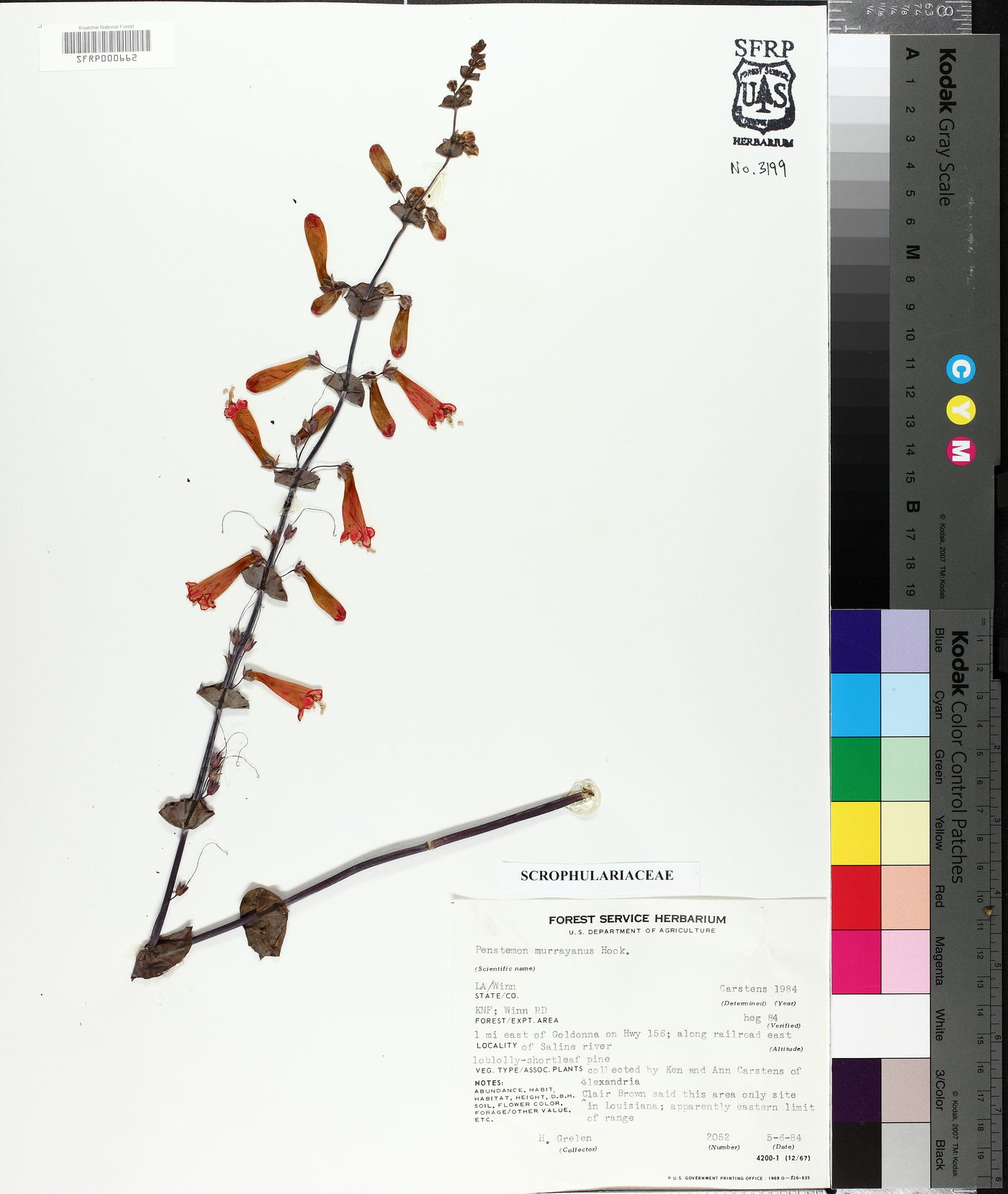 Penstemon murrayanus image