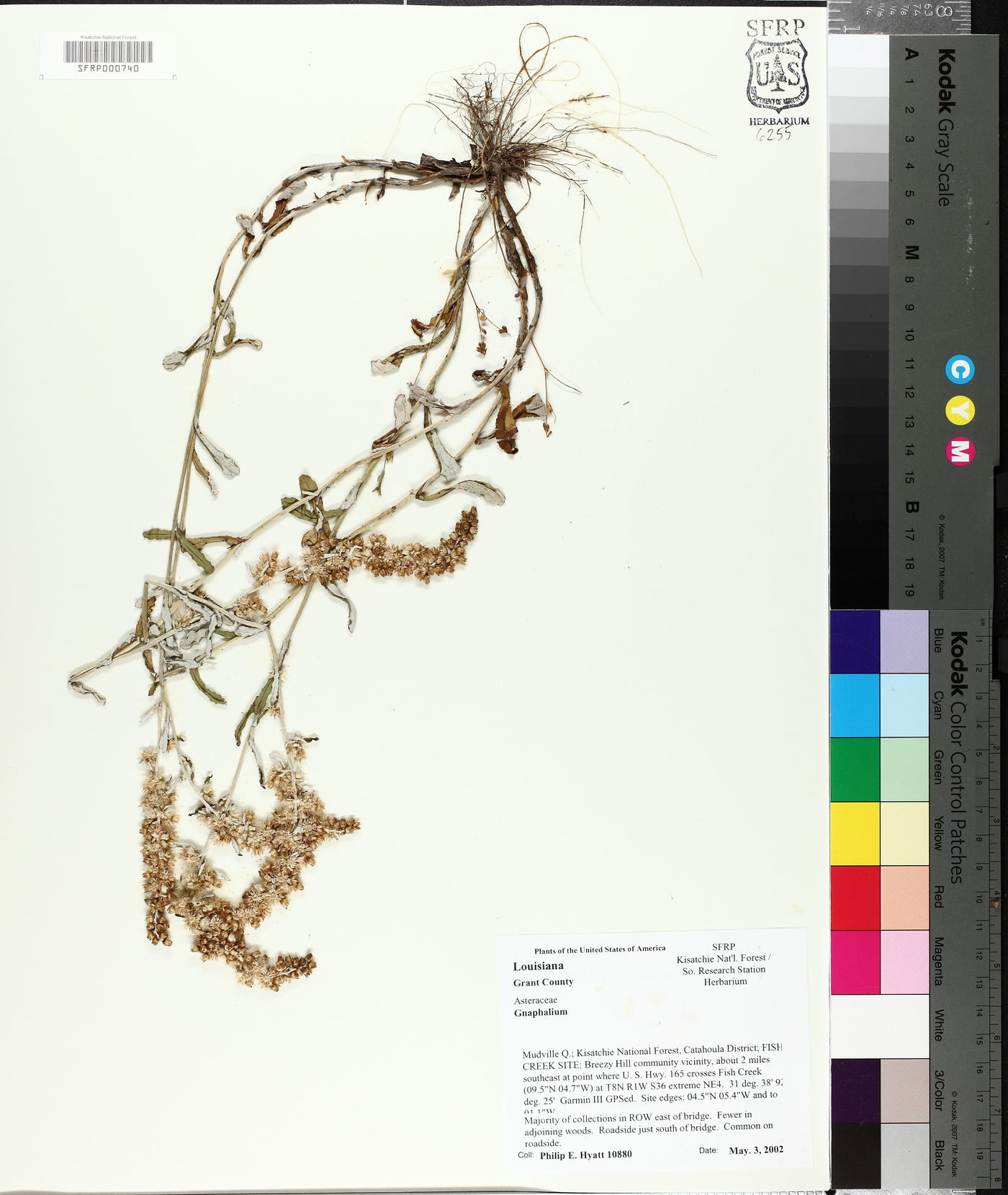 Gamochaeta argyrinea image