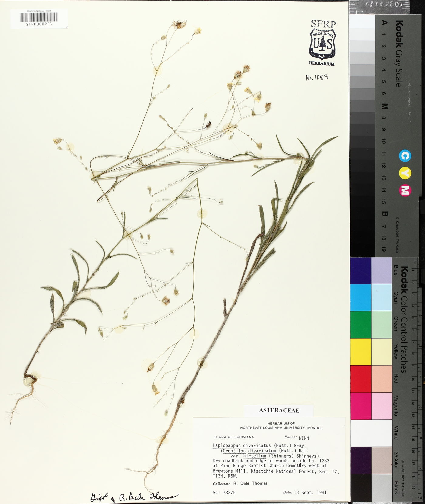 Croptilon divaricatum image