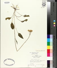 Packera tomentosa image