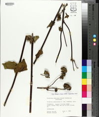 Silphium asteriscus var. scabrum image