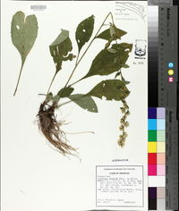Solidago hispida image