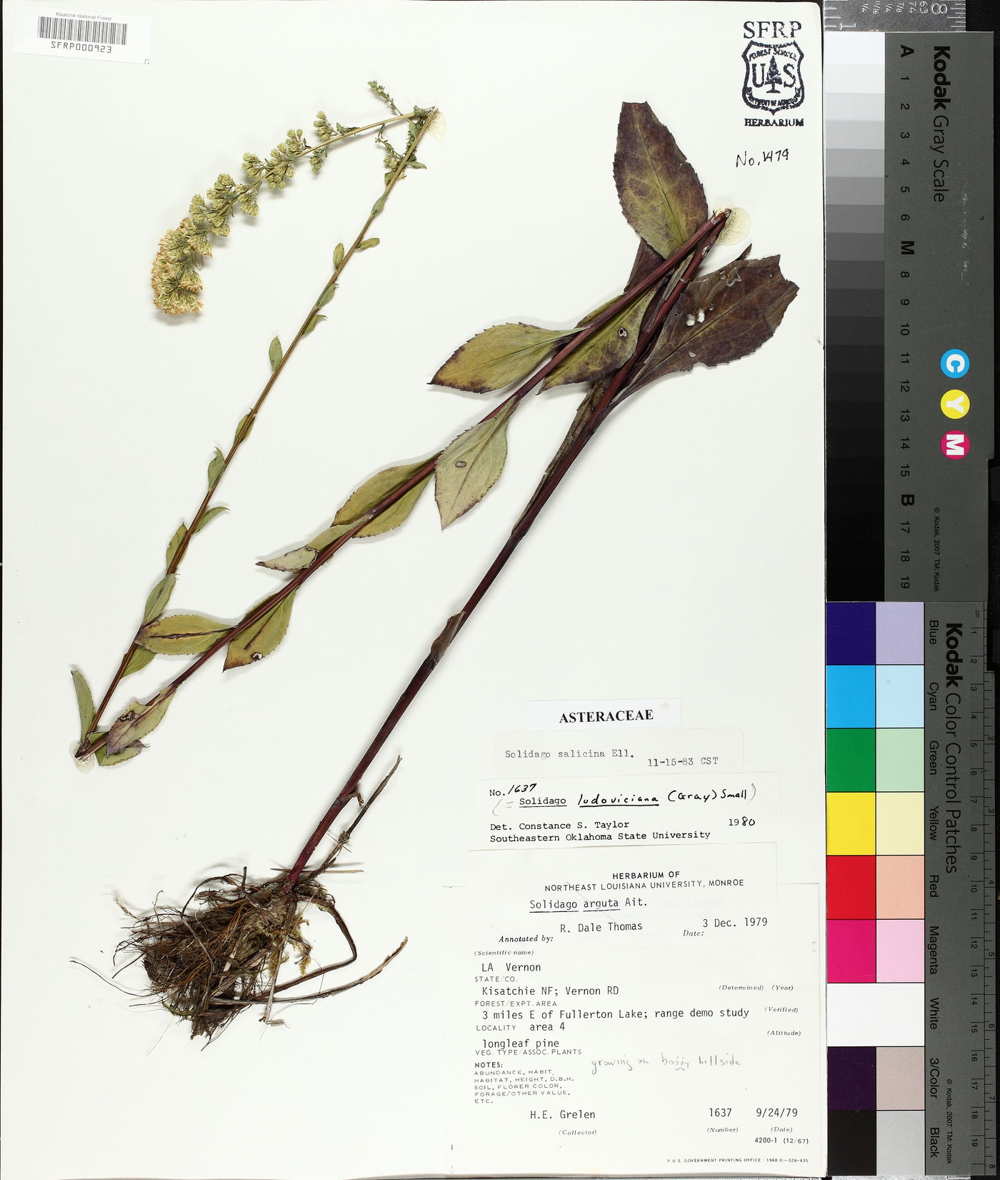Solidago salicina image