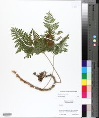 Davallia trichomanoides image