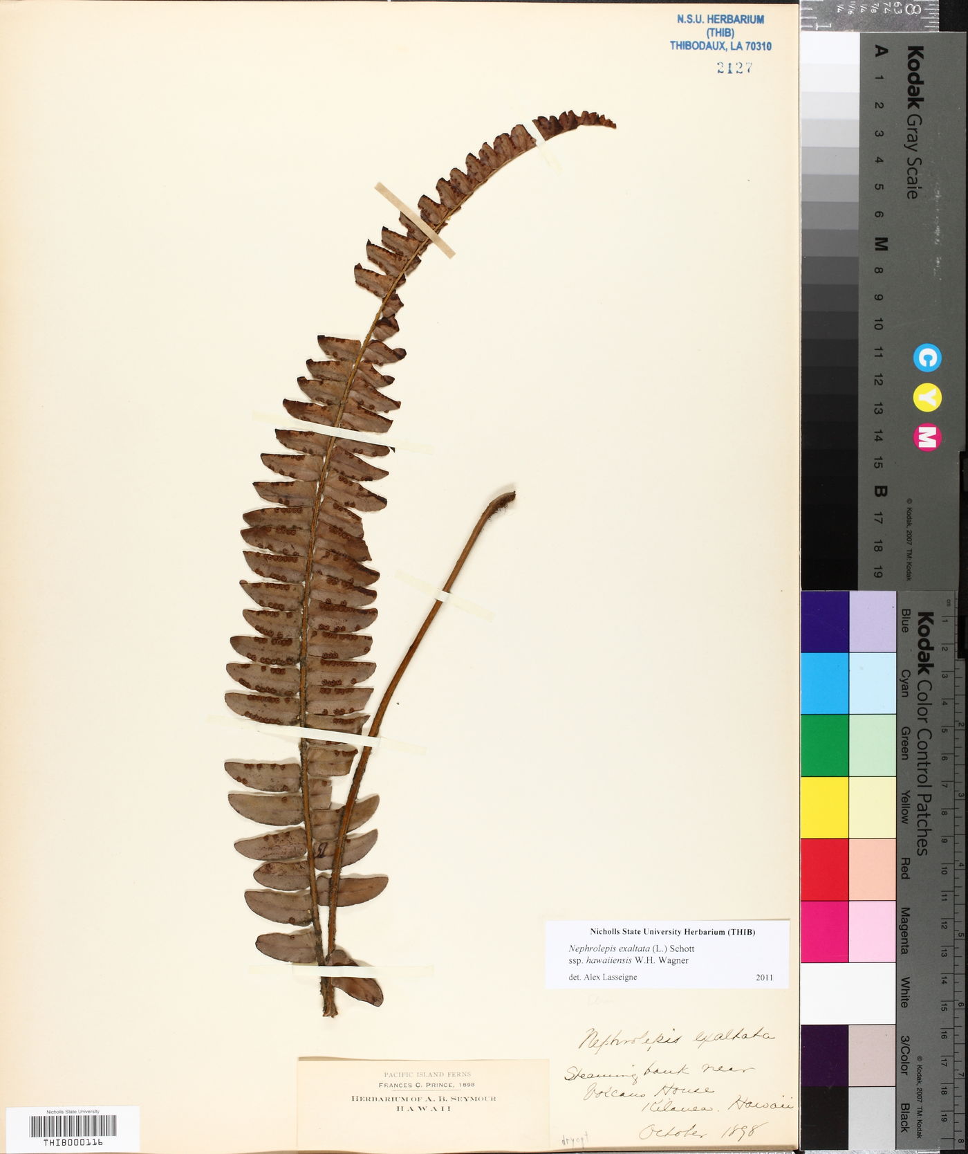 Nephrolepis exaltata subsp. hawaiiensis image
