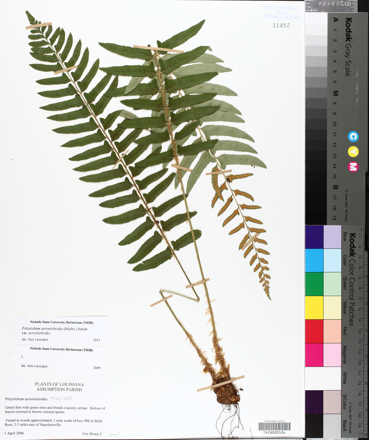 Polystichum acrostichoides var. acrostichoides image