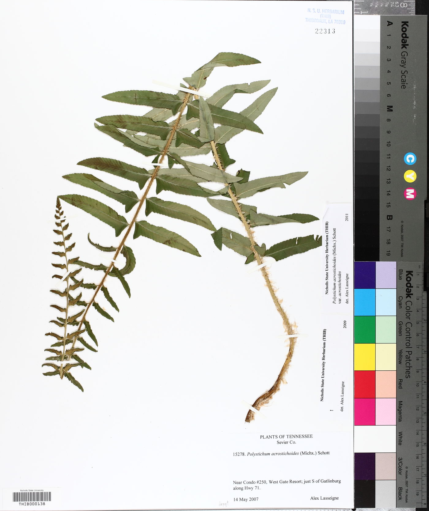 Polystichum acrostichoides var. acrostichoides image