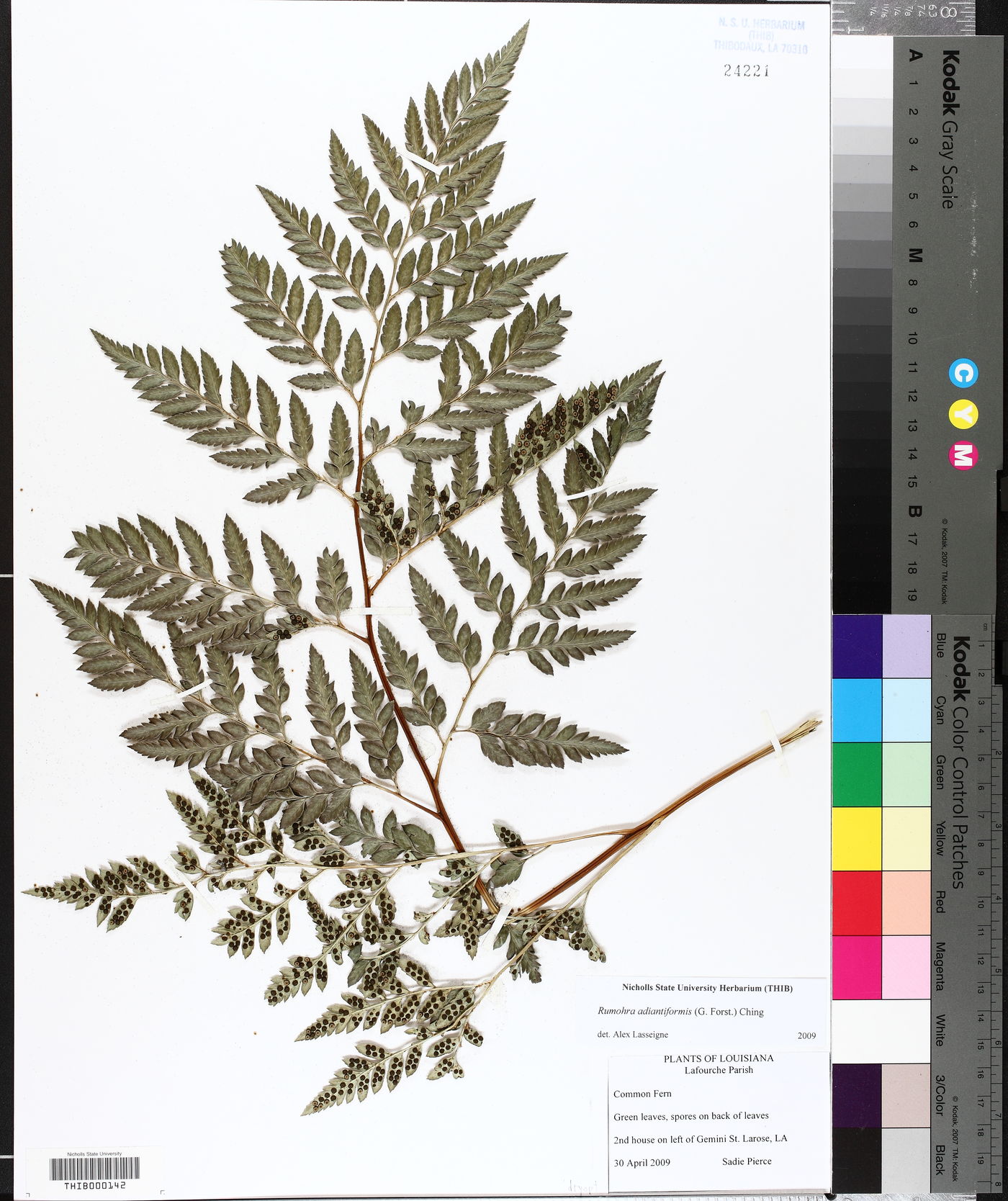Rumohra adiantiformis image