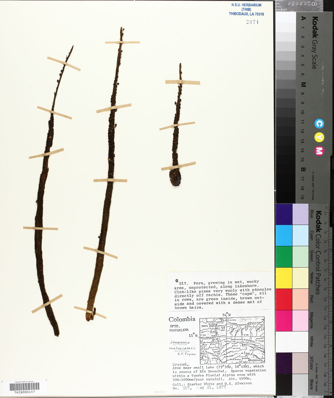 Jamesonia cuatrecasasii image