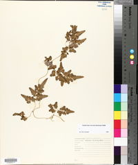 Lygodium japonicum image