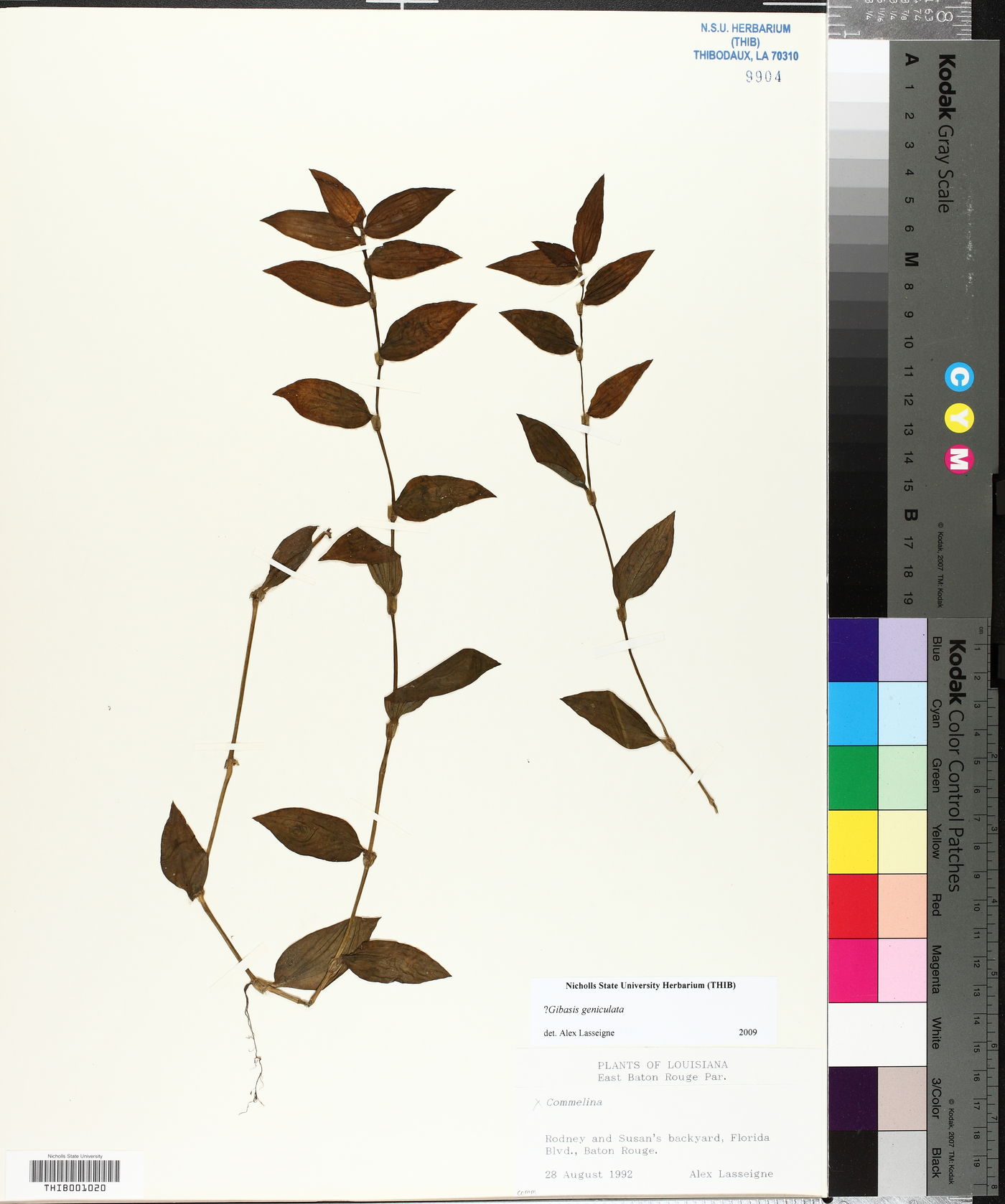 Gibasis geniculata image