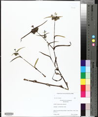 Tradescantia ohiensis image