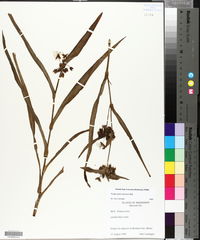 Tradescantia ohiensis image