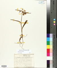 Tradescantia virginiana image